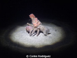 Decorator Crab, Cyclocoeloma tuberculata walking on the s... by Carlos Rodriguez 